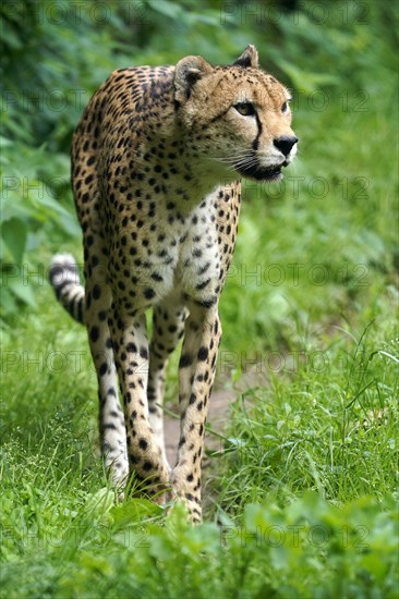 Sudan cheetah (Acinonyx jubatus soemmeringii)