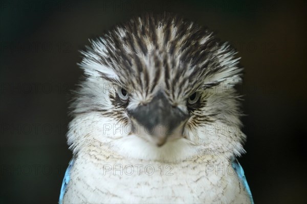 Blue-winged Kookaburra (Dacelo leachii) Blue-winged Kookaburra