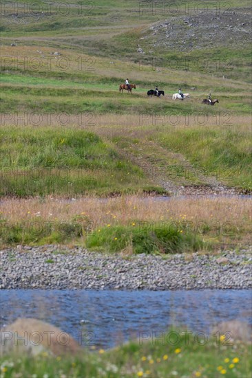 Four riders on Icelandic horses