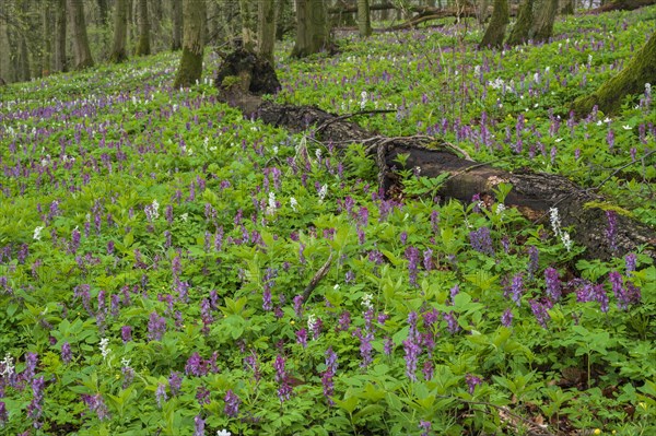 Hollow larkspur (Corydalis cava)