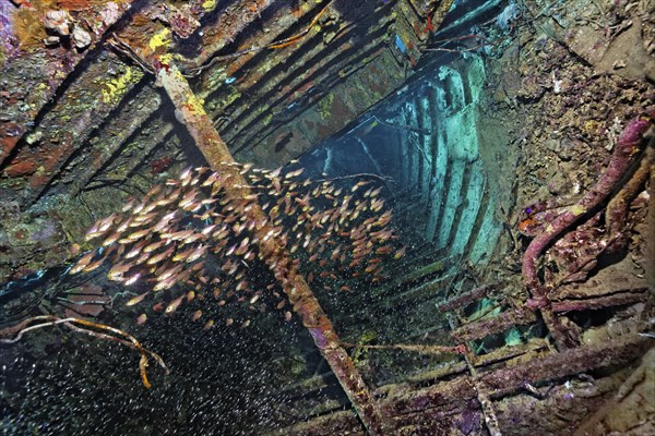 Shoal of golden Pigmy sweeper (Parapriacanthus ransonneti) swimming inside a shipwreck covered with Sponge (Porifera)