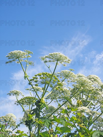 Giant hogweed (Heracleum mantegazzianum)