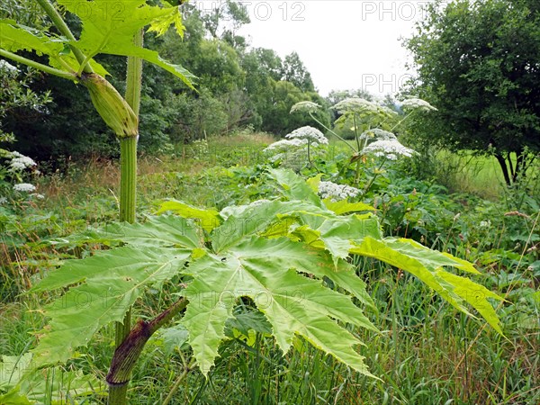 Giant hogweed (Heracleum mantegazzianum)