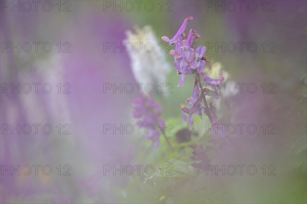 Hollow larkspur (Corydalis cava)