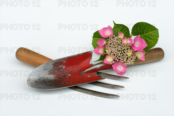 Garden tools and hydrangea blossom