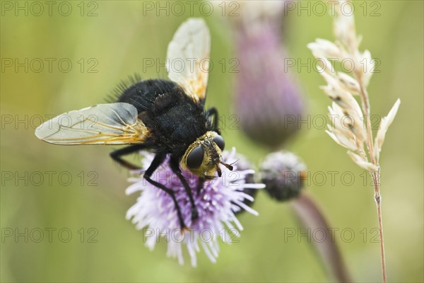 Giant tachinid fly (Tachina grossa)