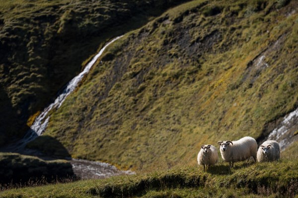 Domestic sheep (Ovis aries)