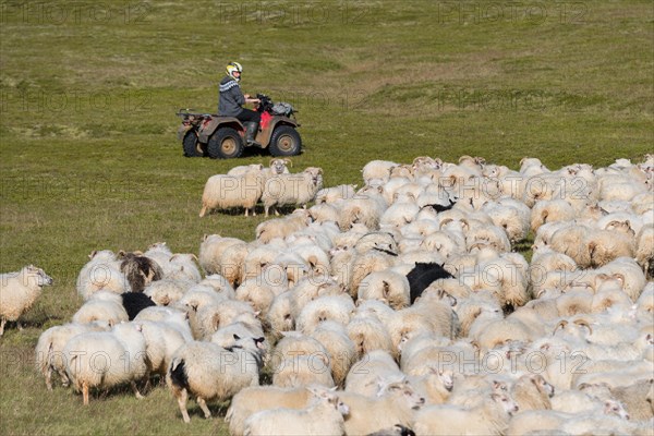 Domestic sheep (Ovis aries)