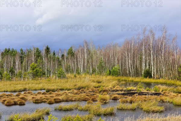 Bog pond with common Common Club-rushes (Schoenoplectus lacustris) and group of trees Common pine (Pinus sylvestris) and Downy birch (Betula pubescens) Grundbeckenmoor Raubling