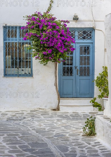 Flowering bougainvillea