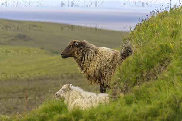 Sheep at Hjoerleifshoefdi (Viking grave)