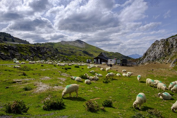 Flock of sheep