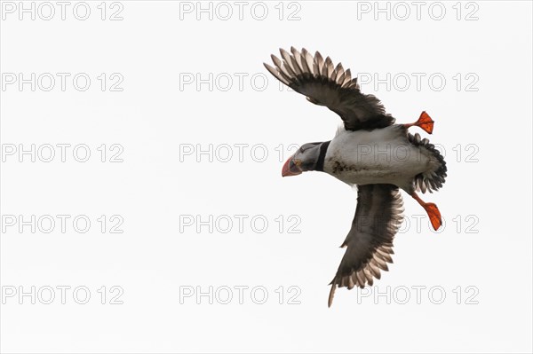 Puffin (Fratercula arctica) in flight