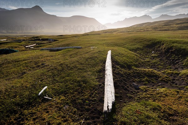 Driftwood