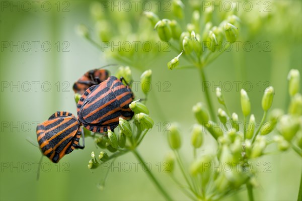 Italian striped-bugs (Graphosoma italicum) during mating