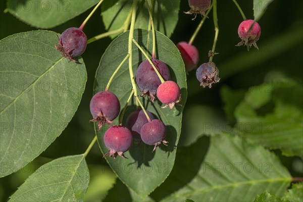 Ripe fruits of the Snowy mespilus (Amelanchier ovalis)