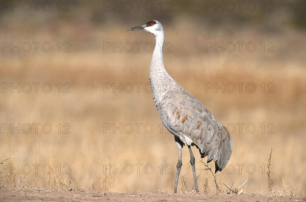 Sandhill crane (Grus canadensis) looking around for safety