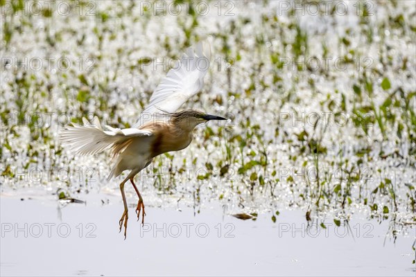 Squacco heron (Ardeola ralloides)