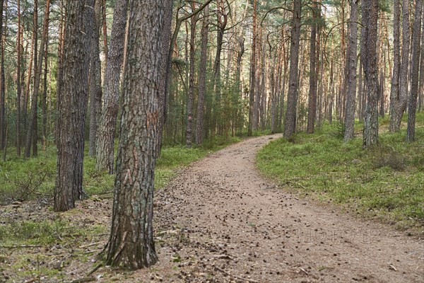 Trail going throug European red pine (Pinus sylvestris)