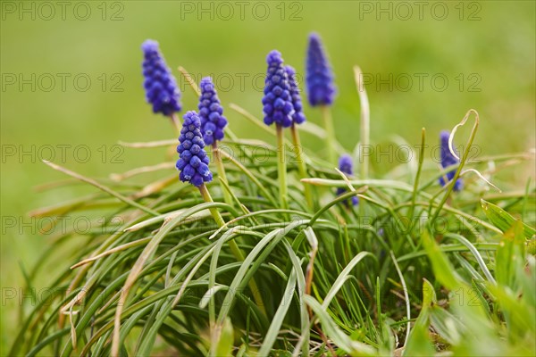 Common grape hyacinth (Muscari neglectum) blooming