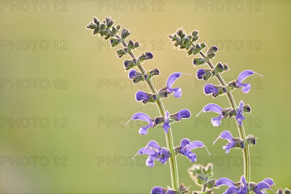 Meadow clary (Salvia pratensis) blooming in a meadow