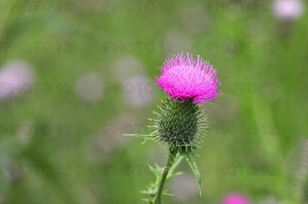 Spear Thistle (Cirsium vulgare)