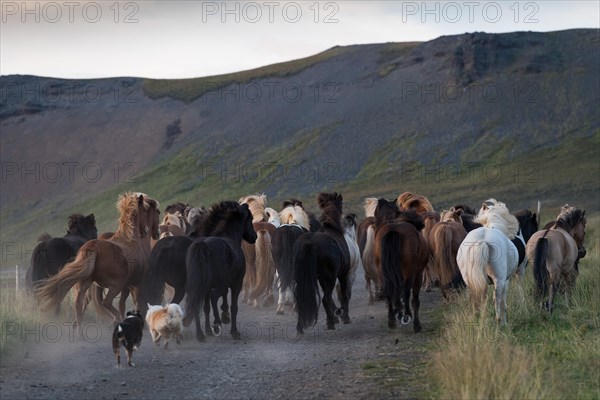 Dogs helping to round up Icelandic horses