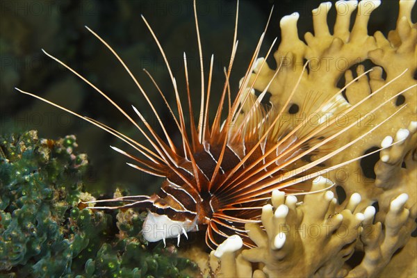 Radial firefish (Pterois radiata)