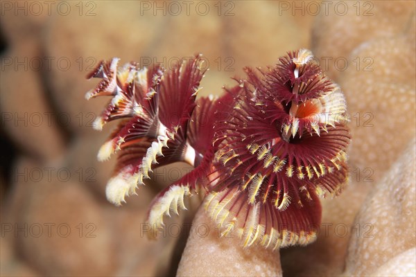 Christmas tree worm (Spirobranchus giganteus) red