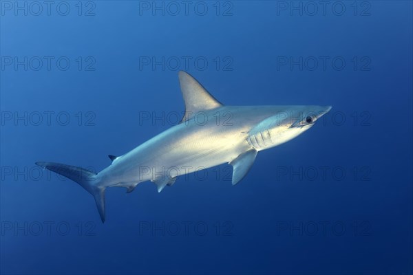 Scalloped Hammerhead (Sphyrna lewini)