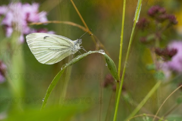 Green-veined white (Pieris napi)