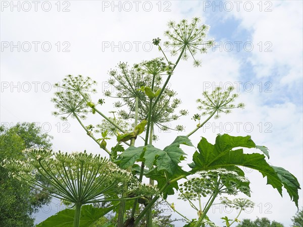 Giant hogweed (Heracleum mantegazzianum)