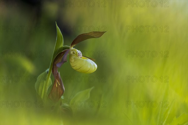 Yellow lady's slipper orchid (Cypripedium calceolus)