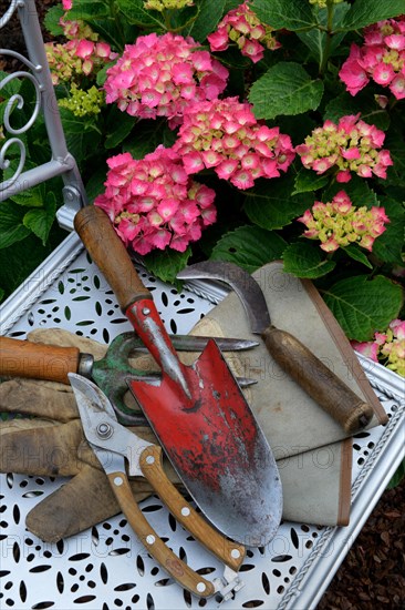 Garden tools on garden chair and flowering hydrangeas