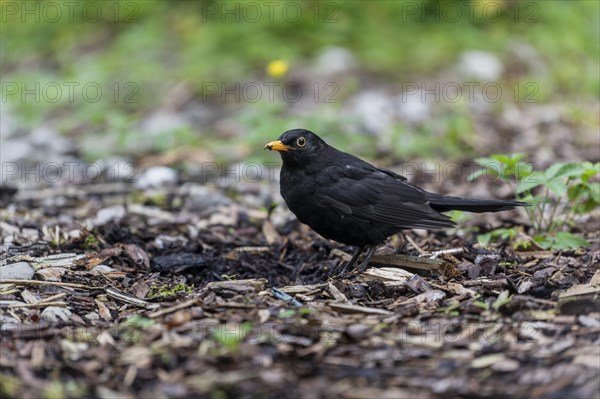 Blackbird (Turdus merula) foraging in Markt Swabia