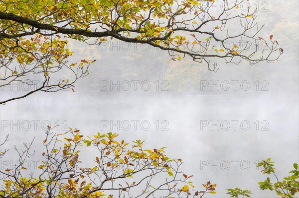Autumn fog at the Obersee
