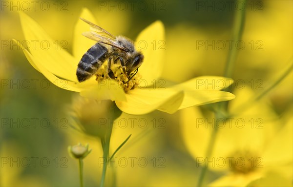 Honey bee (Apis mellifera)