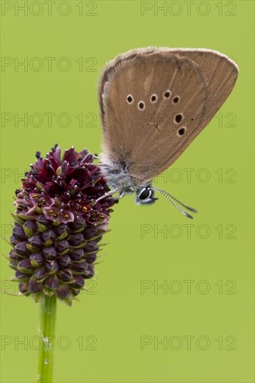 Dusky large blue (Glaucopsyche nausithous) on great meadow-blue (Sanguisorba officinalis)