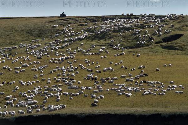 Domestic sheep (Ovis aries)