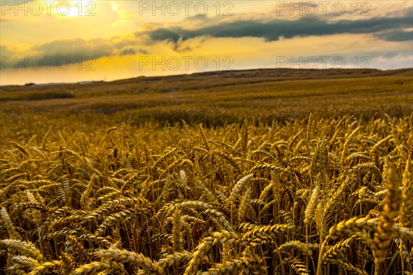 Golden wheat field in the setting sun. Poland