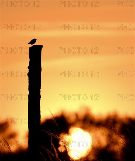 European stonechat (Saxicola rubicola)
