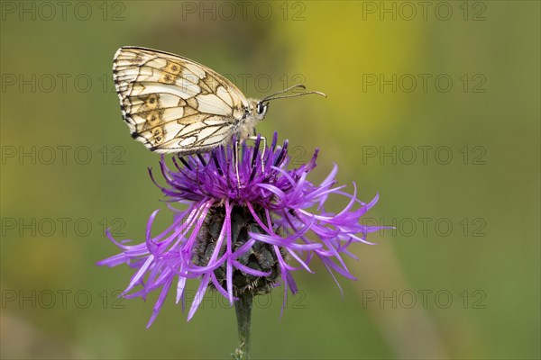 Marbled white (Melanargia galathea) on Brown knapweed (Centaurea jacea)