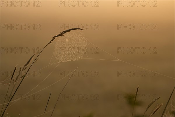 Grasses and spider web in early morning fog