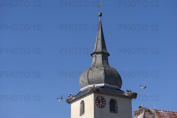 White storks nesting at the church tower