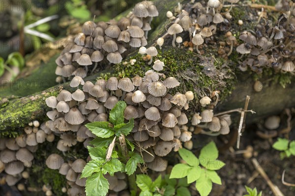 Fairies bonnet (Coprinellus disseminatus)