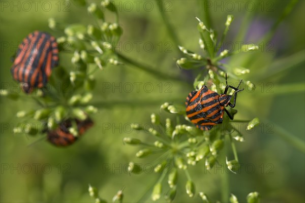 Italian striped-bugs (Graphosoma italicum) on a goutweed flower Ground elder (Aegopodium podagraria)