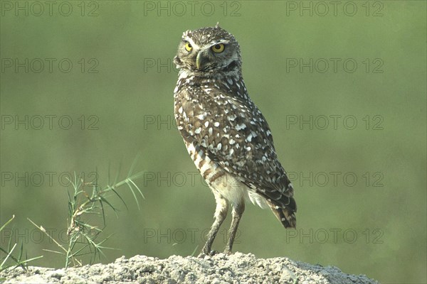 Burrowing owl (Athene cunicularia) looking around for safety