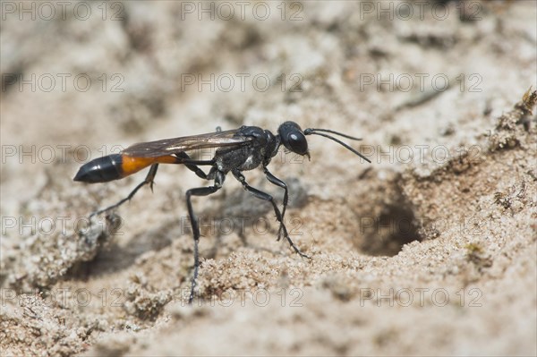 Red-banded sand wasp (Ammophila sabulosa)