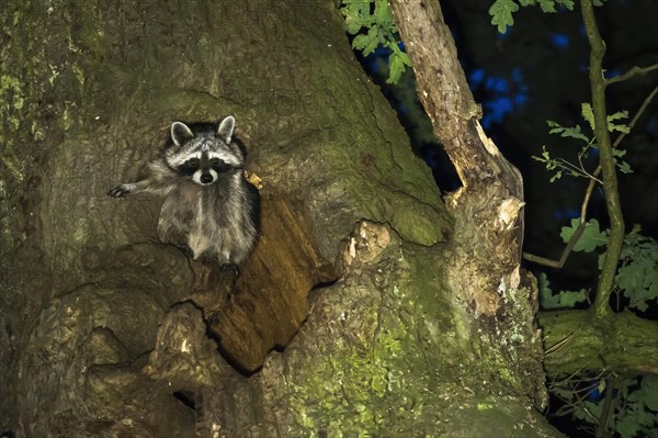 Raccoon (Procyon lotor) in front of its tree den