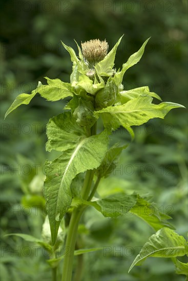Cabbage Thistle (Cirsium oleraceum)